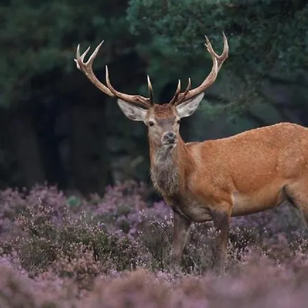 4-persoons Tiny Chalet *