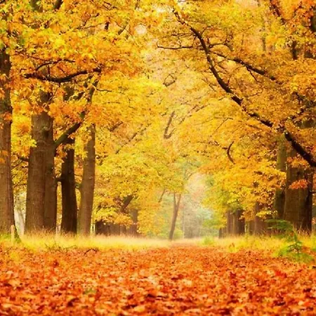 Chalet 4-persoons Tiny *