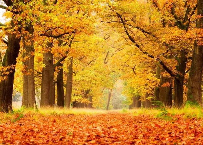 Chalé 4-persoons Tiny *